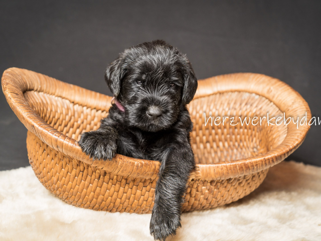 Herr Lila nach 30 Tagen